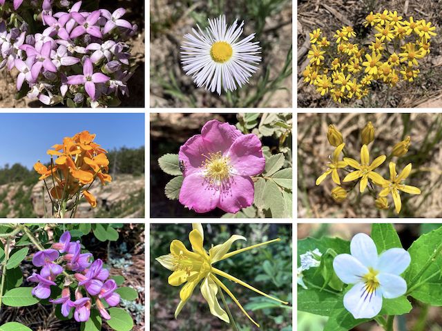 General Crook Trail Flowers ... Top Row: pygmy bluet, spreading fleabane, Wootan's ragwort ... Middle Row: western wallflower, Wood's rose, Lemmon's star ... Bottom Row: American vetch, yellow columbine, Canada violet.