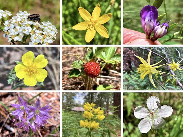 Yeager Canyon & Buck Springs Canyon Flowers ... Top Row: Can we get some privacy here!? (western yarrow), timberland blue-eyed grass, Aspen pea ... Middle Row: woolly cinquefoil, Virginia strawberry, yellow columbine ... Bottom Row: ???, goldenbanner, Richardson's geranium.