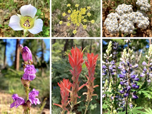 General Crook Trail Flowers ... Top Row: doubting mariposa lily, alpine false springparsley, western yarrow ... Bottom Row: wandbloom penstemon, paintbrush, silver lupine.