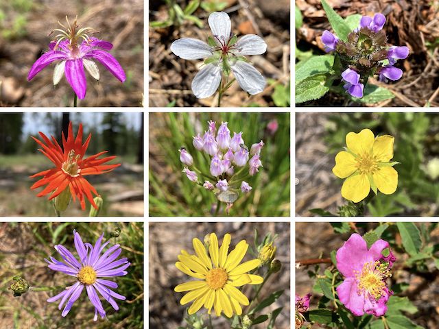 More General Crook Trail Flowers ... Top Row: pineywoods geranium, Richardson's geranium, common self heal ... Middle Row: Mexican silene, Geyer's onion, woolly cinquefoil ... Bottom Row: alpine leafybract aster, hairy golden aster, Wood's rose.