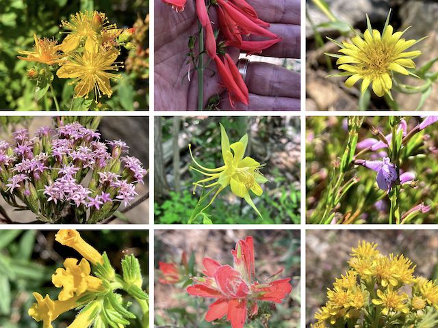 Mount Lemmon & Mint Spring Flowers ... Top Row: Scouler's St. Johnswort, scarlet penstemon, yellow salsify ... Middle Row</i>: Plummer's candyleaf, yellow columbine, aromatic false pennyroyal ... Bottom Row: Manyflowered stoneseed, paintbrush, Wright's goldenrod.