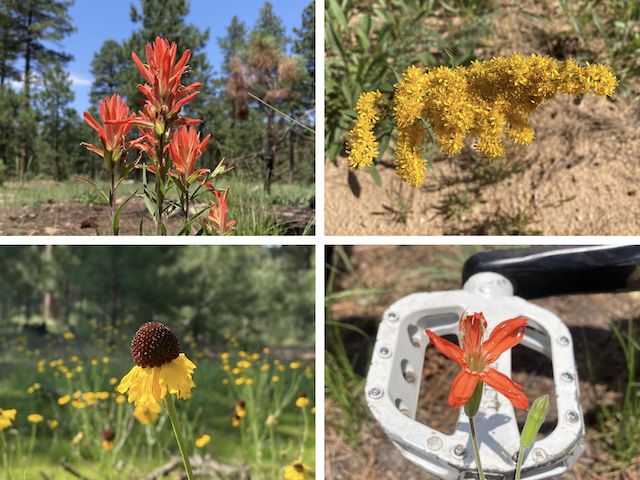 Besides (clockwise) paintbrush, velvety goldenrod, Mexican silene and yellow coneflower, other high country flowers I spotted included fleabane, Richardson's geranium, western yarrow, Geyer's onion and those yellow asters with a jillion petals I always have a hard time identifying.