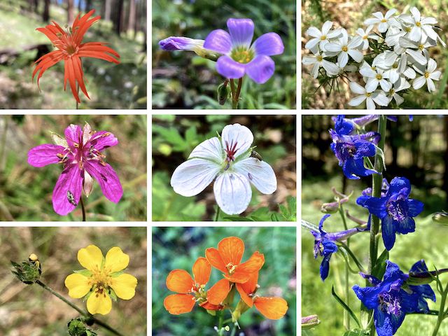 Houston Draw Flowers ... Top Row: Mexican silene, alpine woodsorrel (?), Nuttall's linanthus ... Middle Row: pineywoods geranium, Richardson's geranium, upland larkspur ... Bottom Row: woolly cinquefoil, western wallflower.