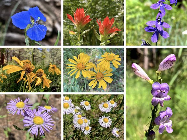 More Houston Draw Flowers ... Top Row: western dayflower, paintbrush, Apache lobelia ... Middle Row: yellow coneflower, orange sneezeweed (?), wandbloom penstemon ... Bottom Row: showey fleabane, spreading fleabane.