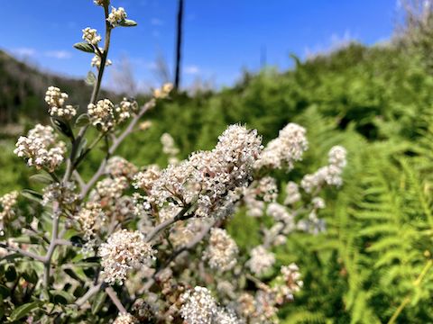 Fendler's ceanothus (Ceanothus fendleri) were densest near Mint Spring itself.