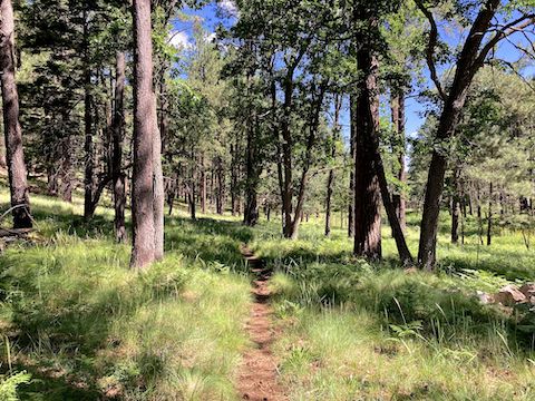 Typical Houston Brothers Trail #171 surface after the first mile.