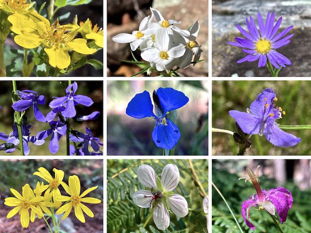 East Leonard Canyon Flowers ... Top Row: Scouler's St. Johnswort, Nuttal's linanthus, alpine leafybract aster ... Middle Row: Apache lobelia, western dayflower, pinewoods spiderwort ... Bottom Row: hairy golden aster, Richardson's geranium, pineywoods geranium.