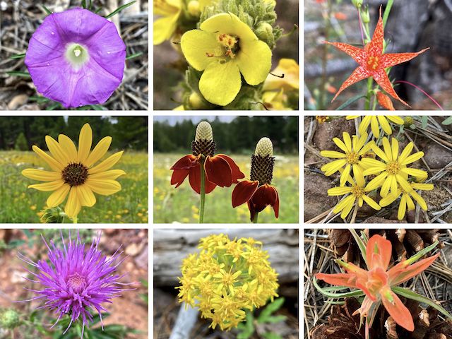 General Crook Trail Flowers ... Top Row: Huachuca Mountain morning glory, mullein, skyrocket ... Middle Row: common sunflower, Mexican hat, ??? ... Bottom Row: Wheeler's thistle, Wright's goldenrod, paintbrush.