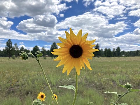 Sunflower near Davenport Hill. More high country flowers.