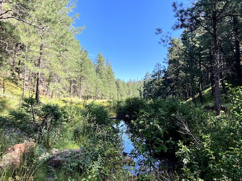 Tangled section of East Leonard Canyon, below Knoll Lake.