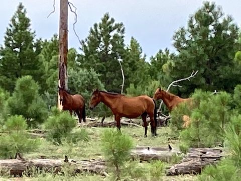 Wild, wild horses, couldn't drag me away ...