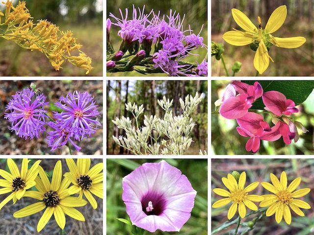 Carvers Creek State Park Flowers ... Top Row: Atlantic goldenrod, blazing star, kidneyleaf rosinweed ... Middle Row: narrowleaf ironweed, hyssopleaf thoroughwort, coral vine ... Bottom Row: purpledisk sunflower, bigroot morning glory, narrowleaf silkgrass.