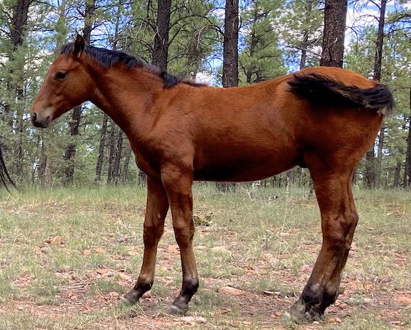 Yearling colt. There are wild horses throughout the Ross Draw, Pierce Wash, Phoenix Park, Blevins Ranch, Dead Horse Draw and Decker Wash area of the Mogollon Rim.