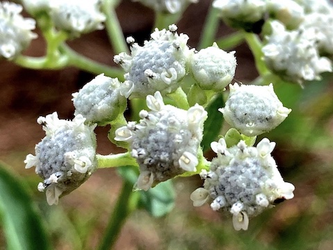 I wonder if wild quinine are edible?