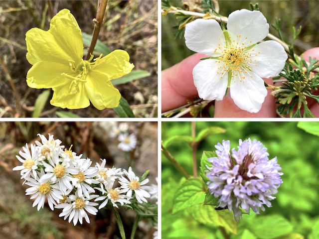 Clockwise from upper left: Hooker's evening primrose, Stansbury's cliffrose, the least blurry picture I took of a mentha spicata (mint), and some kind of Symphyotrichum aster. Not sure which: falcatum, lanceolatum and ericoides (google lens hit) seem most likely. More high country flowers.