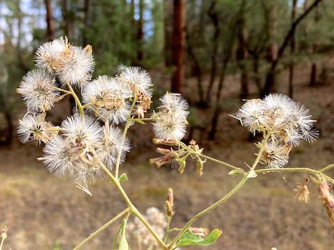 Some kind of bursage? Found quite a few -- all fallow -- along FR 67.