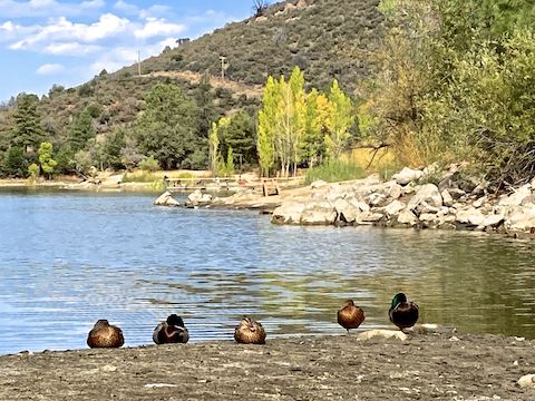 Upper Goldwater Lake. This area was covered by water 16 months ago. Now there are ducks. Go figure.