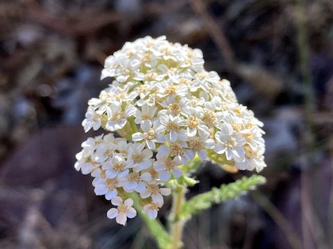 Behold! The only decent yarrow (Achillea millefolium), I saw.