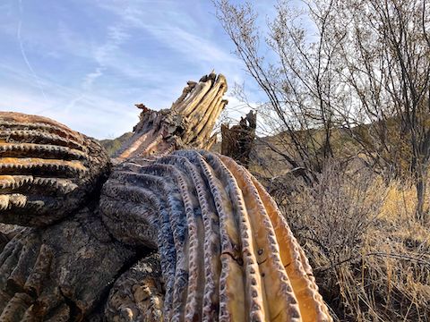 Nor many saguaro. Farewell, Old Soldier.