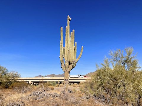 Cliff Walk Trail and Esplanade Trail meet at the Carefree Highway bridge over Cave Creek. I didn't see any graffiti, but then I did not check too close.