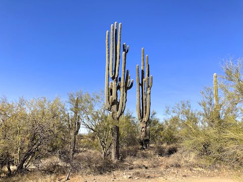 More saguaro on Esplanade Trail. Apache Wash Trail, Badger Brawl Trail, Cliff Walk Trail & Esplanade Trail are all rated easy -- even for mountain bikes.