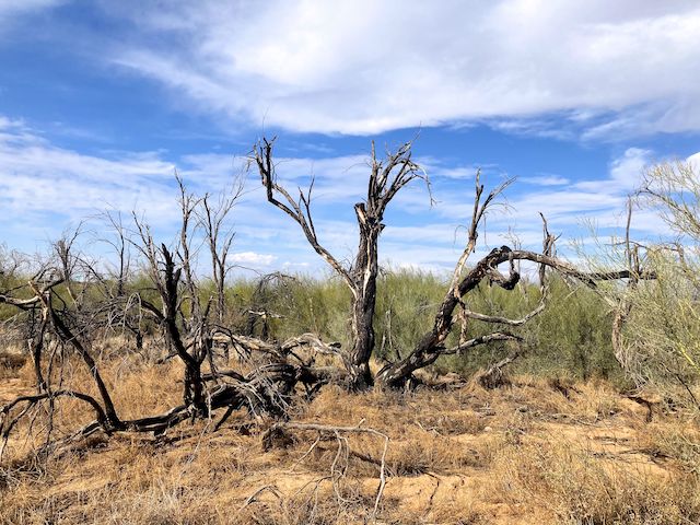 Old burn area, just east of the Piestewa Freeway on W211S Trail. The clouds came & went.