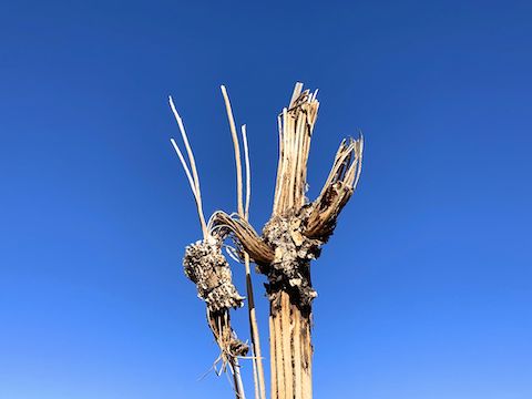 The temp was around 54°, but I had to wear a hoodie, because it was so windy -- the dead saguaro arm was waving at me -- that I was freezing. 