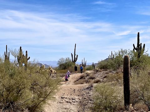 By far the most & best saguaro were on Moonlight Trail. Lots of people too.