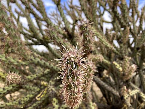 On Tortoise Trail, I was already noticing the lack of rain-produced flowers, so I started photographing anything interesting, such as this buckhorn cholla.