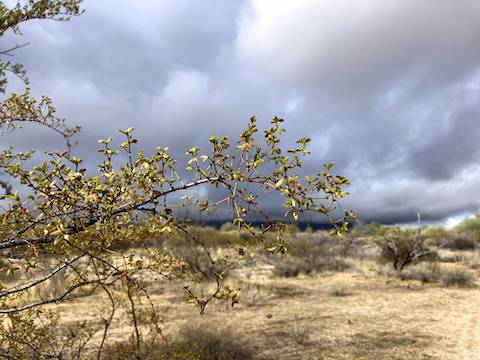 Creosote are blooming in Sunnyslope, but not on Wagner Trail.