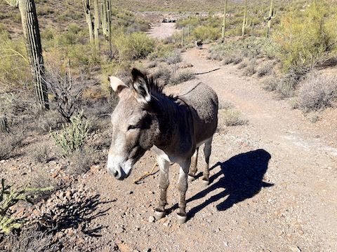 The highlight of my day was encountering this curious critter. Usually, wild burros won't let humans get closer than 50 yds., yet this fella (?) moseyed right up to me. I think it wanted food.