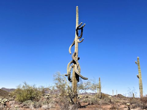 After 0.6 miles on Yavapai Point Trail, it intersects with an anonymous connector down to Pipeline Canyon Trail, which constitutes the Short Loop turnaround. The junction is marked by this crazy saguaro.