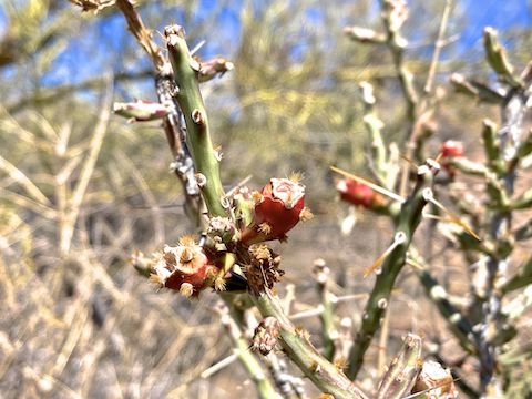 ... but these christmas cholla along Cottonwood Trail were the only color I found. I originally thought they were pencil cholla, which have green or yellow fruit, not red. Oh, well, I have Lake Pleasant views to look forward to!