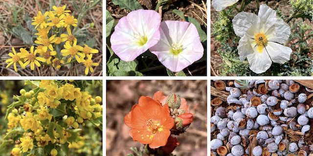 General Crook Trail flowers ... Top Row: New Mexico groundsel, field bindweed, southwestern prickly poppy ... Bottom Row: red barberry, scarlet globemallow, juniper berries. (All the juniper had nice berry carpets.)