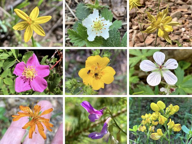 Porcupine Canyon Flowers ... Top Row: Lemmon's star, wild strawberry, yellow columbine ... Middle Row: Wood's rose, woolly cinquefoil, Richardson's geranium ... Bottom Row: orange agoseris, American vetch, spreadfruit goldenbanner.