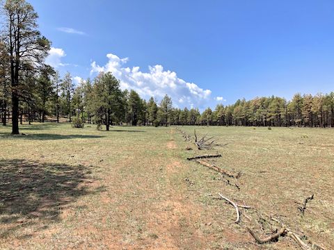 Crossing a short meadow north of FR 124B. If the General Crook Trail grasses over, follow the helpful "fence". Always keep an eye out for unofficial trail signs.