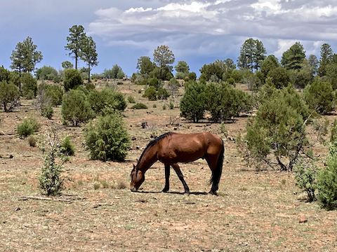 The General Crook Trail has wild horses from mile marker V80-V114.