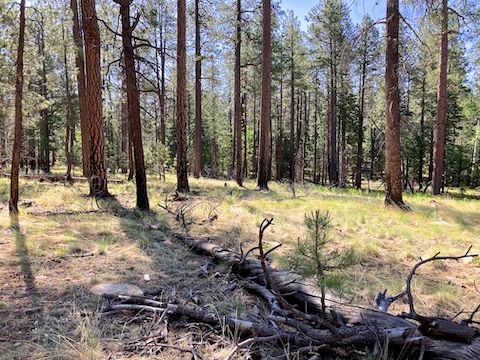 Heading down, into Porcupine Canyon.