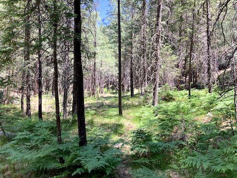 The fourth and final mile of Porcupine Pine Canyon had more shelves to speed my progress.