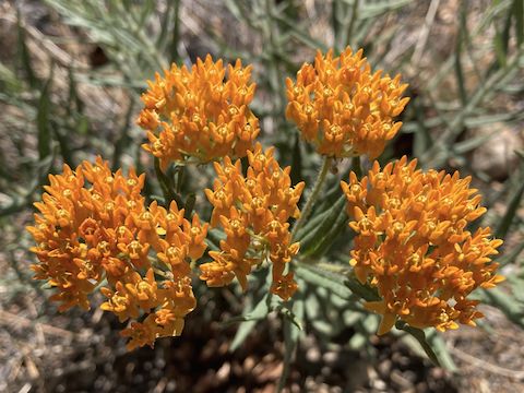 Found some very nice butterfly milkweed (Asclepias tuberosa) in the first PCT mile west of AZ-89.