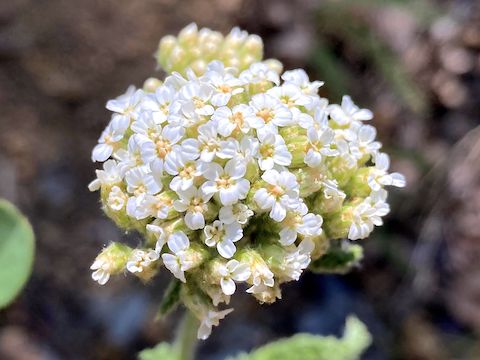 his yarrow (Achillea millefolium) was the first flower I’d seen in an hour. Along with a single penstemon, and a single red & yellow pea, these were today’s only high country flowers.