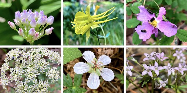 Sandstone Canyon Flowers ... Top Row: Geyer's onion, yellow columbine, Wood's rose ... Bottom Row: Parrish's yampah (?), Richardson's geranium, pygmy bluet.