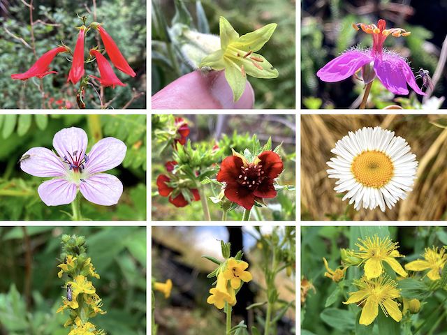 Marshall Peak Flowers ... Top Row: scarlet penstemon, giant trumpet, pineywoods geranium ... Middle Row: Richardson's geranium, red cinquefoil, spreading fleabane ... Bottom Row: roadside agrimony, manyflowered stoneseed, Scouler's St. Johnswort.