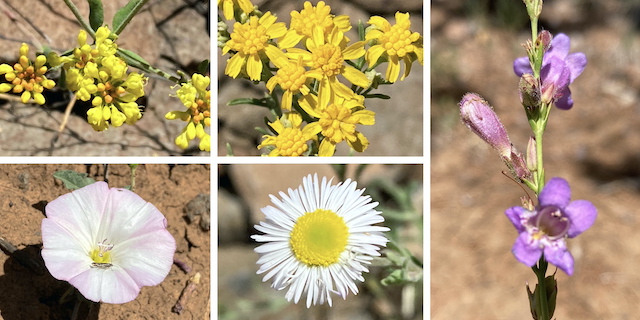 Flowers of Schnebly Hill ... Top Row: sulphur buckwheat, Richardson's bitterweed, toadflax penstemon ... Bottom Row: field bindweed, spreading fleabane.