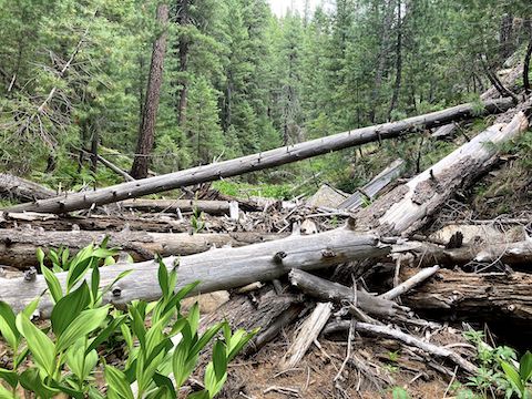 This part of Sandstone Canyon was easier to negotiate than it appears.