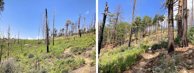 If you head up (right), you will gain the Marshall Peak ridgeline in fifty relatively brushless feet. Then work your way (left) across the burn area. That way any brush you negotiate is on a less severe incline (12.7%).