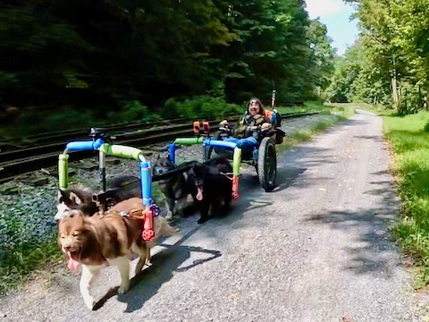 I had to laugh when I saw this guy dryland mushing!