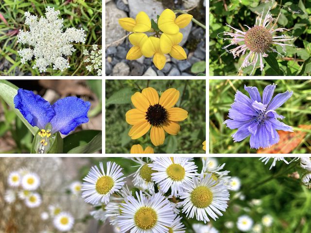 GAP Trail Flowers ... Top Row: Queen Anne's lace, birdfoot trefoil, wild bergamot ... Middle Row: asiatic dayflower, browneyed susan, chicory ... Bottom Row: eastern daisy fleabane.