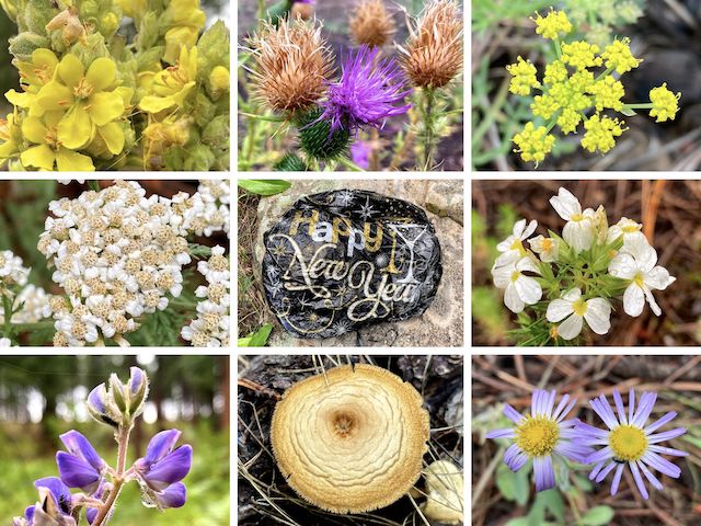 Quien Sabe Draw Flowers ... Top Row: mullein, Wheeler's thistle, alpine false springparsley ... Middle Row: yarrow, mylar balloon, Nuttall's linanthus ... Bottom Row: silver lupine, mushroom, fleabane.
