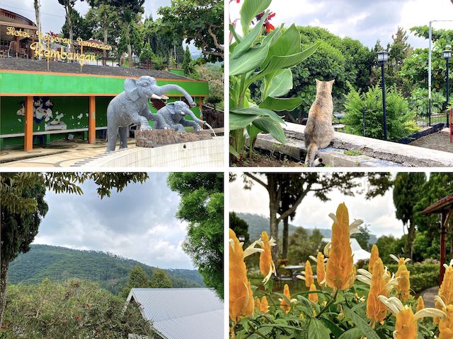 Clockwise from upper left: 1) At Rembangan Resort, we enjoyed a snack of shredded cheese, over fresh banana. 2) We shared the leftover cheese with this friendly feral kitty. We saw a fair number of stray cats in Indonesia, but only two dogs. 3) Lollipop Plant. Gotta take my flower photos where I can! 4) Rain over Mount Iyang-Argapura. It was a downpour by the time we got back to Jember.